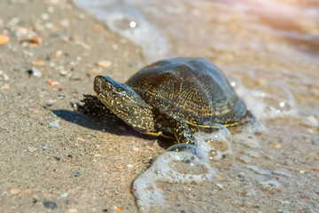 The European pond turtle also called the European pond terrapin and European pond tortoise, is a long-living freshwater speciesof turtle.