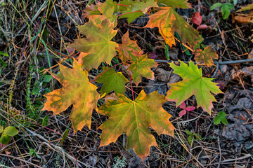 Dry and yellow Maple leaves. Autumn