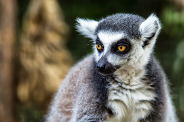 Single Lemur staring directly at camera.Close up of a ring-tailed lemur(lemur catta), Madagascar