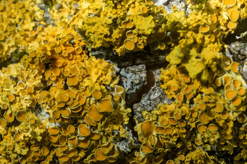 Felchten Details auf Ast