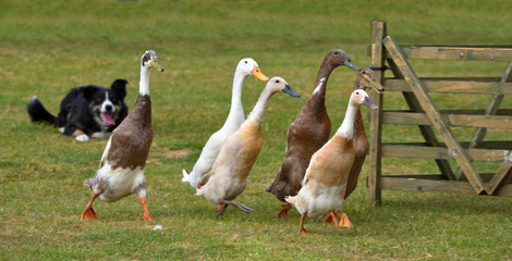 Ducks being herded by a Border Collie Dog.