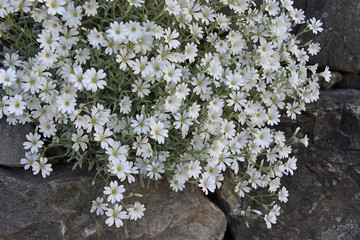 Cerastium tomentosum, white flower in spring garden