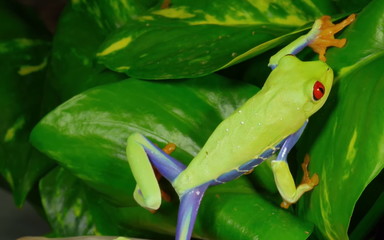a frog that can use high frequencies to communicate