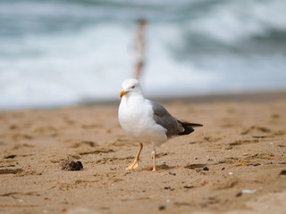 Seagull waking on the sand of a beach
