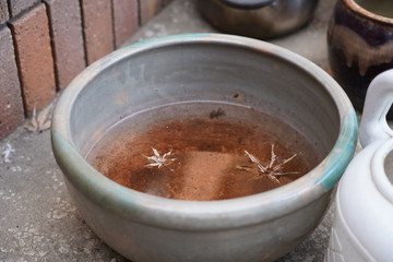水瓶