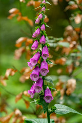 Fingerhut Digitalis