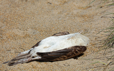 Toter Vogel am Strand