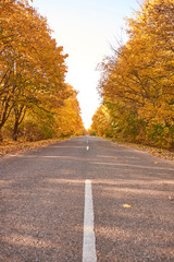 Asphalt road among the yellow autumn trees. Autumn landscape.