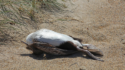 Toter Vogel am Strand
