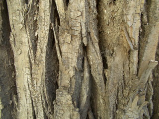  Wood texture for your design