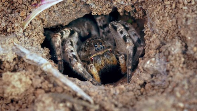 South Russian tarantula wolf spider (Lycosa singoriensis) in burrow