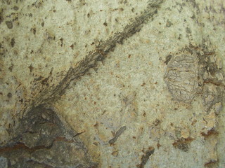  Wood texture for your design