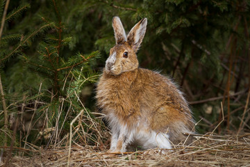 Snowshoe Hare © Brittany