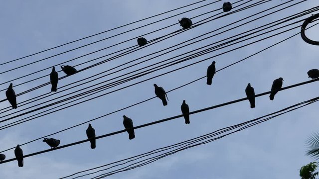Birds sit on electrical wires