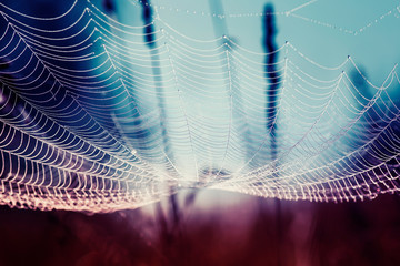 natural background with beautiful web covered with drops of morning dew glistening hung like a hammock in a summer meadow