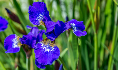 Purple Iris