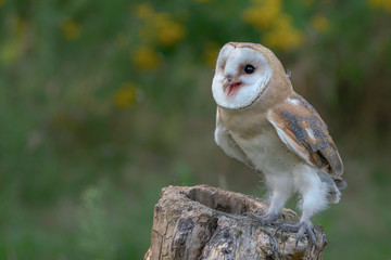 Beautiful young Western Barn Owl (Tyto alba) perched on a tree stump. Green natural background with yellow flowers. Noord Brabant in the Netherlands. Writing space.