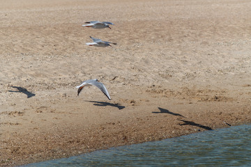 Fototapeta na wymiar seagull soars in the sky