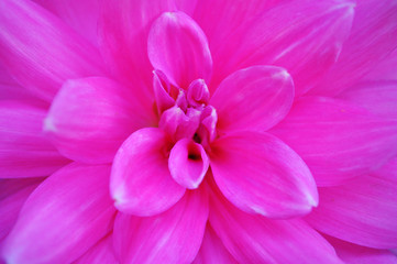 Fototapeta na wymiar big pink flower, abstract background