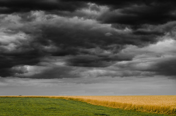 Country landscape with yellow rye field under the gloomy sky