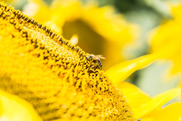 A bee pollinating