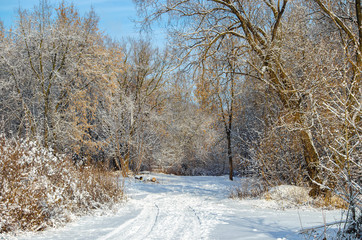 Winter forest and a small path covered with snow