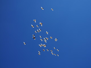 flock of white doves flies in the blue sky