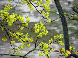 branch of a tree