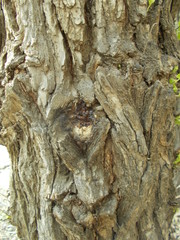  Wood texture for your design