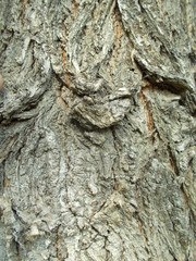  Wood texture for your design