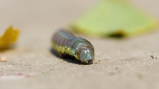 The Birch sawfly larva crawling on the pavement