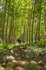 The green forest receiving the sunlight in the morning