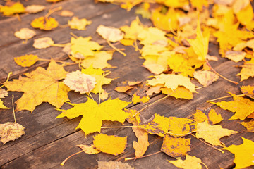 Yellow autumn leaves on wooden background Beautiful autumn leaves yellow branches abstract background, leaf fall concept Selective focus - Image