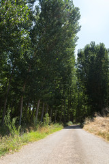 The road that goes in to the forest