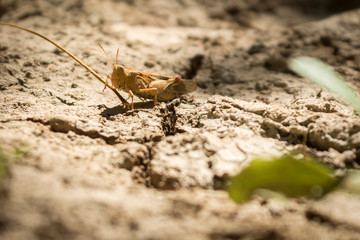 A little grasshopper going unnoticed in the dirt