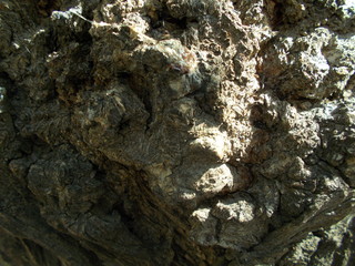  Wood texture for your design