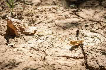 A little grasshopper going unnoticed in the dirt