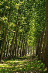 The green forest receiving the sunlight in the morning