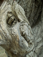  Wood texture for your design