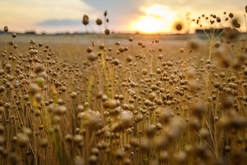 Flax field on sunset, Austria - obrazy, fototapety, plakaty