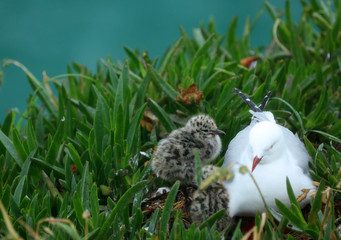 Möwe Vogel Küken
