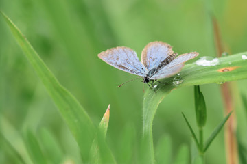 motyl © Aneta