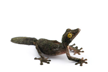 Mossy Leaf-tailed Gecko isolated on white bacground