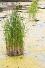Small pond covered with yellowish seaweed and two reed plants