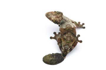 Mossy Leaf-tailed Gecko isolated on white bacground