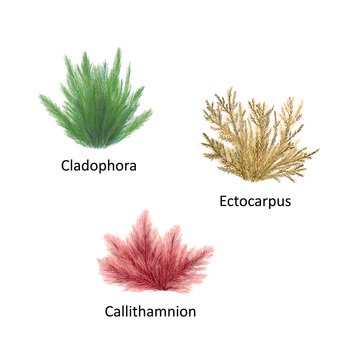 Hand drawn vector illustration of colorful sea weeds: Cladophora, Ectocarpus, Callithamnion. Isolated set of algae on white background