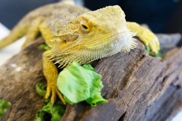 Obraz premium An iguana on display in a birds and wildlife exhibition show. It can be classed as a lizard or a reptile.