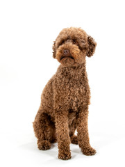 Australian labradoodle dog portrait isolated on white, studio shot. Copy space.