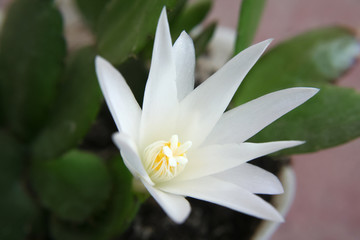 Fototapeta premium White cactus flower
