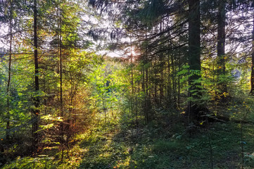 Obraz premium Autumn landscape at sunset in the coniferous forest. The rays of the setting sun illuminating the thicket of the forest summer landscape.